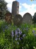 May ’18 Winged and Floral Delights, St Peter’s Patch thumbnail